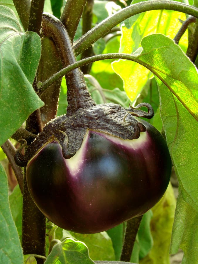 Green Eggplant On Stalk In Farm. Stock Photo Image of food, eggplant