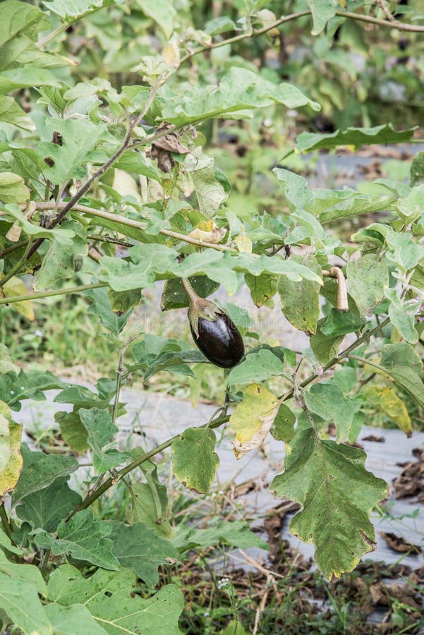 Eggplant fruit on tree stock photo. Image of plant, background 174086522