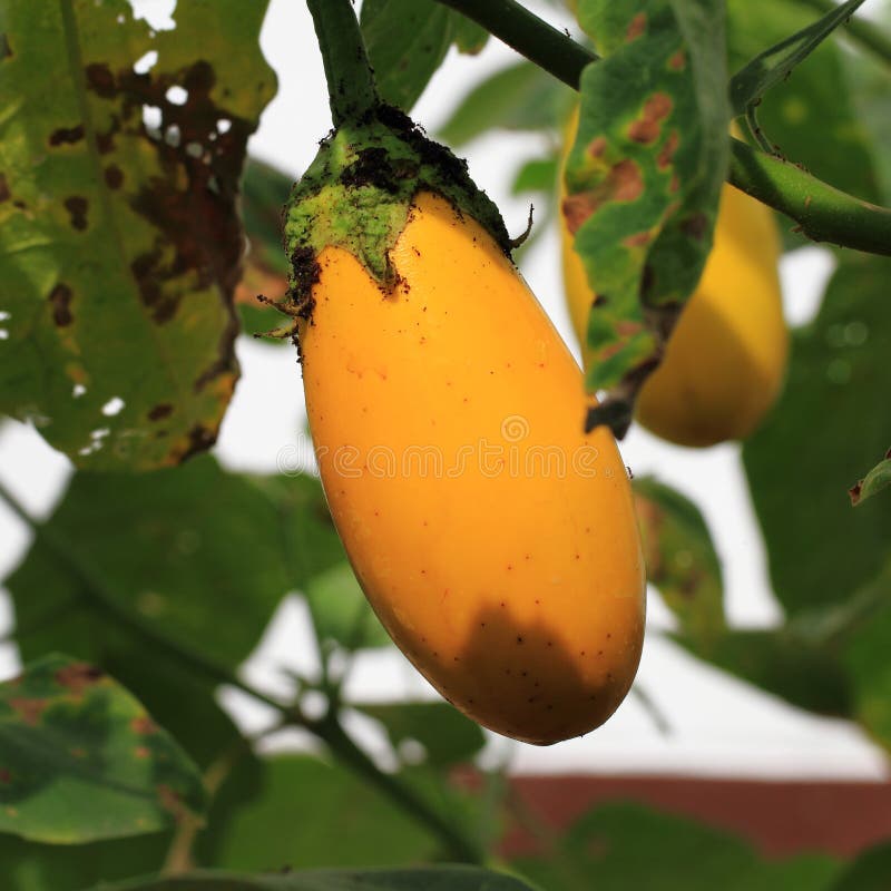 Eggplant fruits stock photo. Image of organic, healthy 44133378