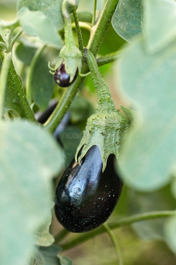 Eggplant in the garden stock photo. Image of garden 152607680