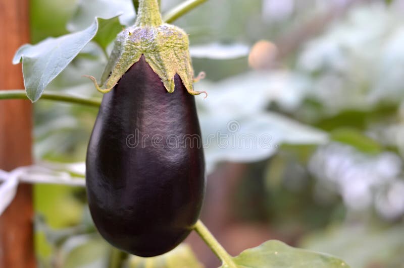 Eggplant in the garden stock image. Image of outdoor 76349549