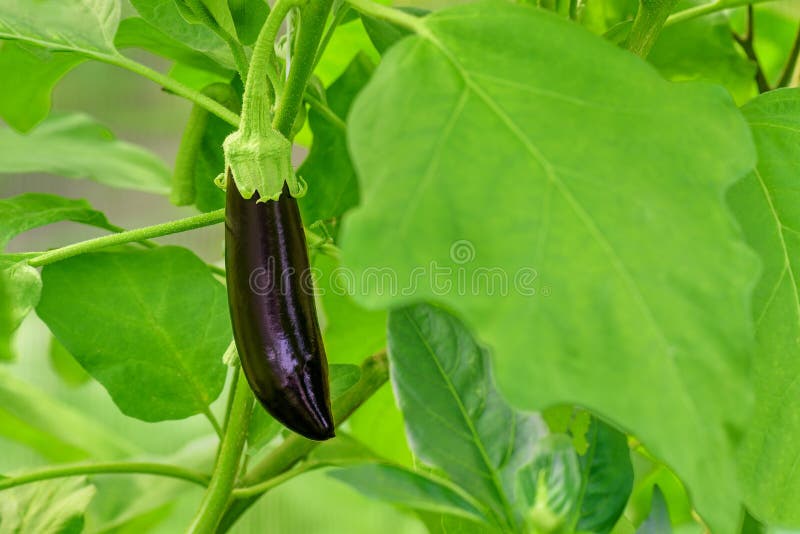 Eggplant grow greenhouse. Eggplant Growing Branch Leaf Green. Young growing eggplant