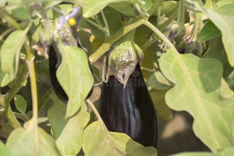 Eggplant Growing, Aubergine Stock Photo Image of food, health 57869414