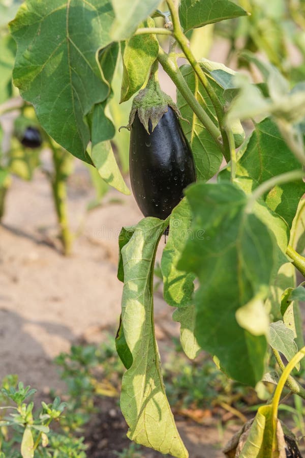 Eggplant Growing on the Vine Stock Photo Image of outdoor, cooking