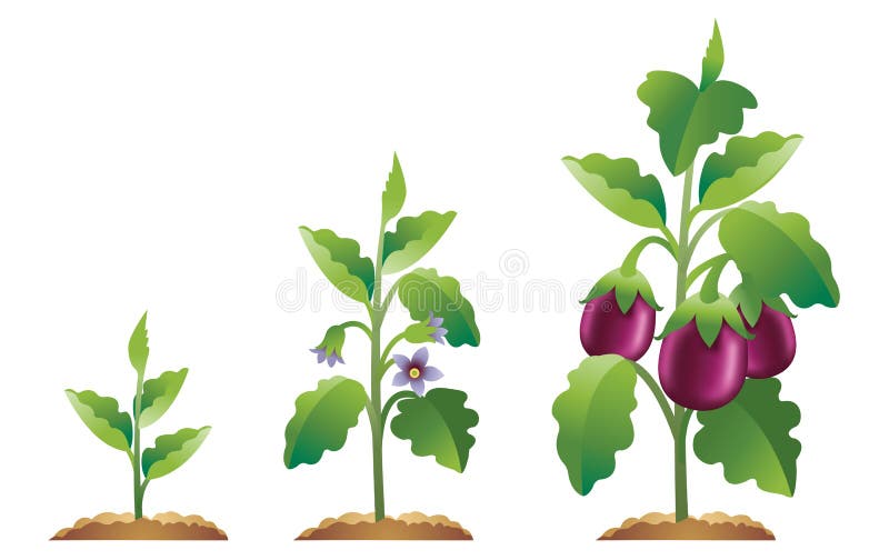 Eggplant Growth Stages Royalty Free Stock Photo Image 24611335