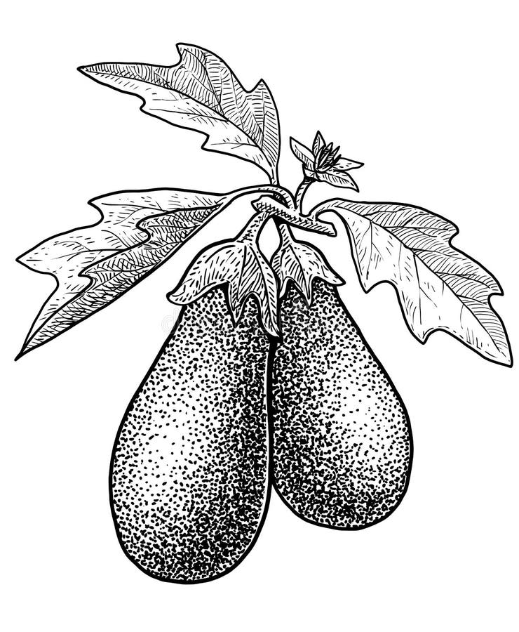 Eggplant pen drawing  Stock Illustration 62684340  PIXTA
