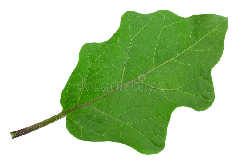 Green eggplant vegetable stock image. Image of vegetable 18350831