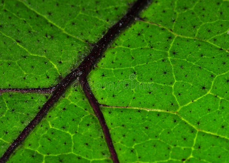 Eggplant leaf stock image. Image of stars, green, macro 47215299