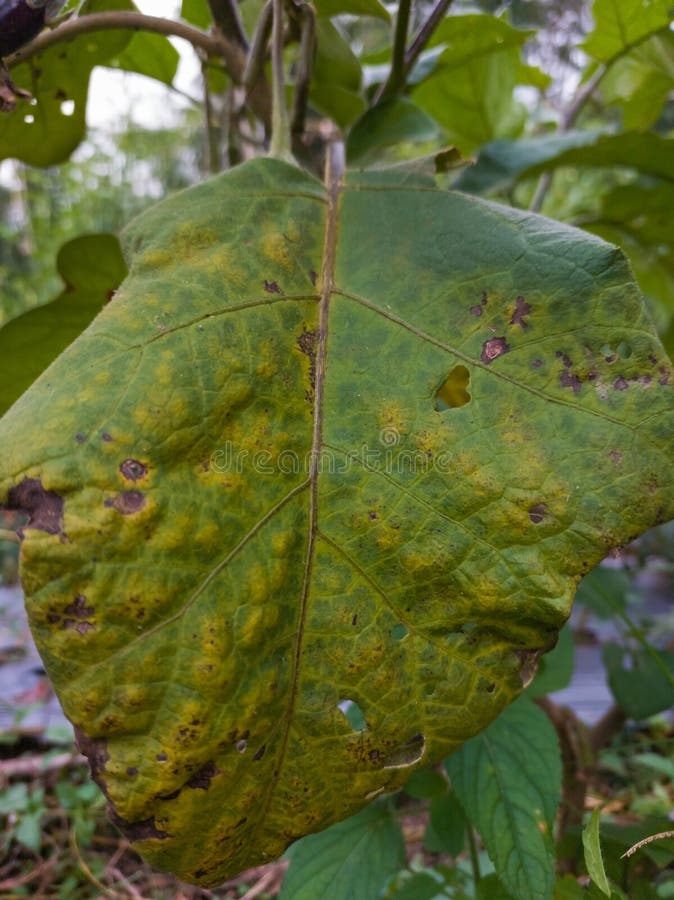 Eggplant leaf disease characterized by leaf spot stock images