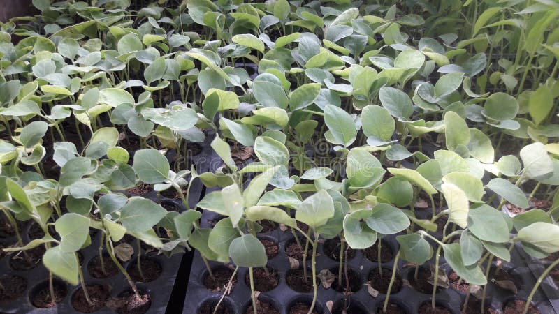 Photo of Eggplant nursery in india gujrat vilej rural aria. Photo of Eggplant nursery in india gujrat vilej rural aria