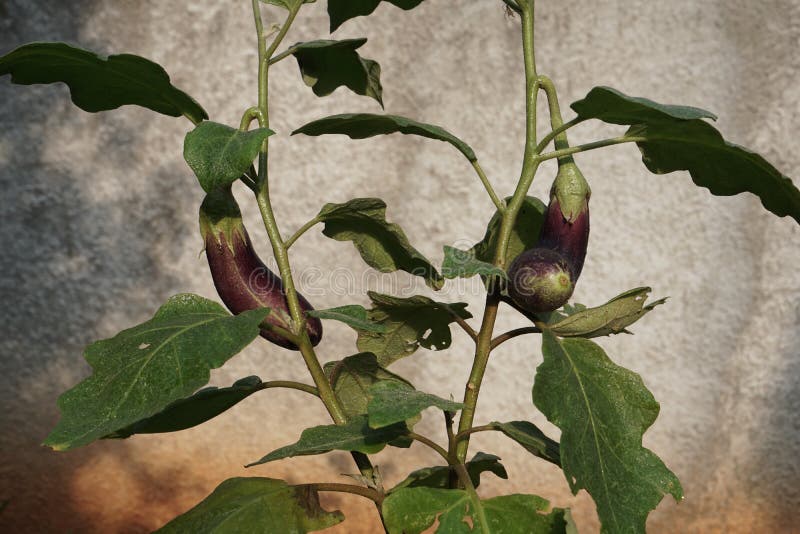 Eggplant Plants in Pots, Urban Farming Stock Photo Image of garden