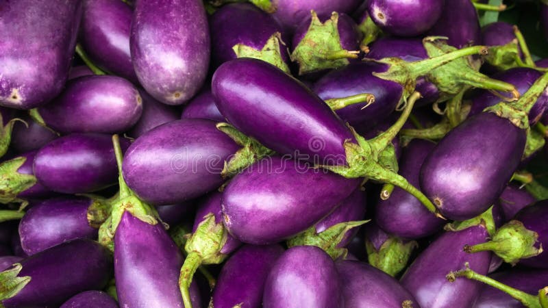 Eggplant purple