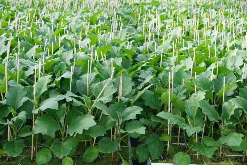 Eggplant seedlings stock image. Image of horticulture 40452149