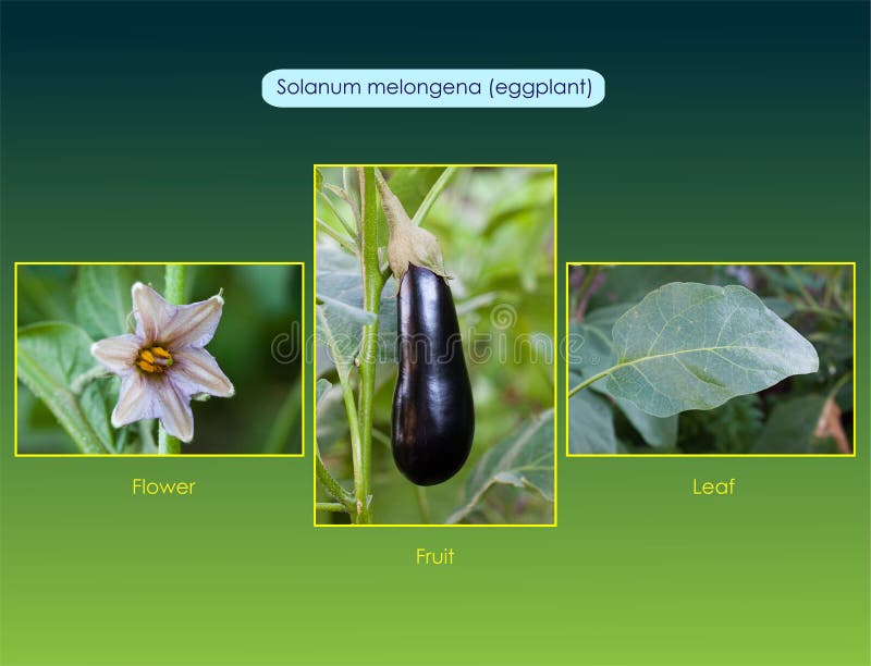 Eggplant Solanum melongena stock image. Image of garden 91878515
