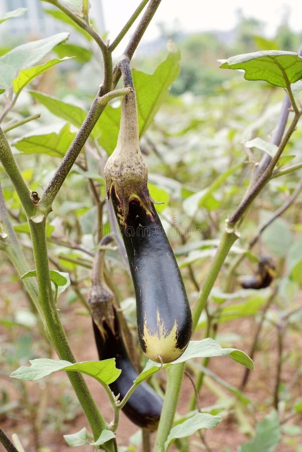 Eggplant tree stock image. Image of land, vegetables 16044889