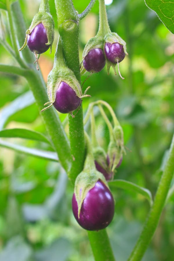 Eggplant on tree in garden