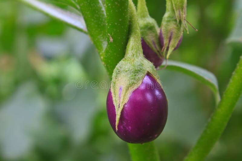 Eggplant on tree in garden