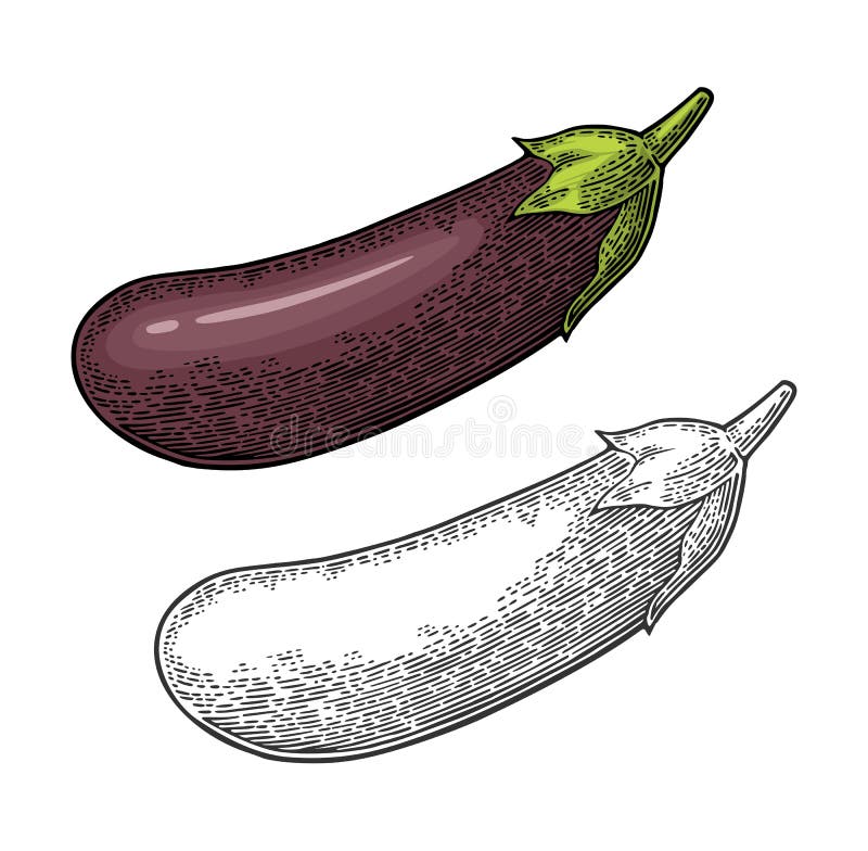 Eggplant Vector a ilustração gravada vintage da cor isolada no fundo branco ilustração stock