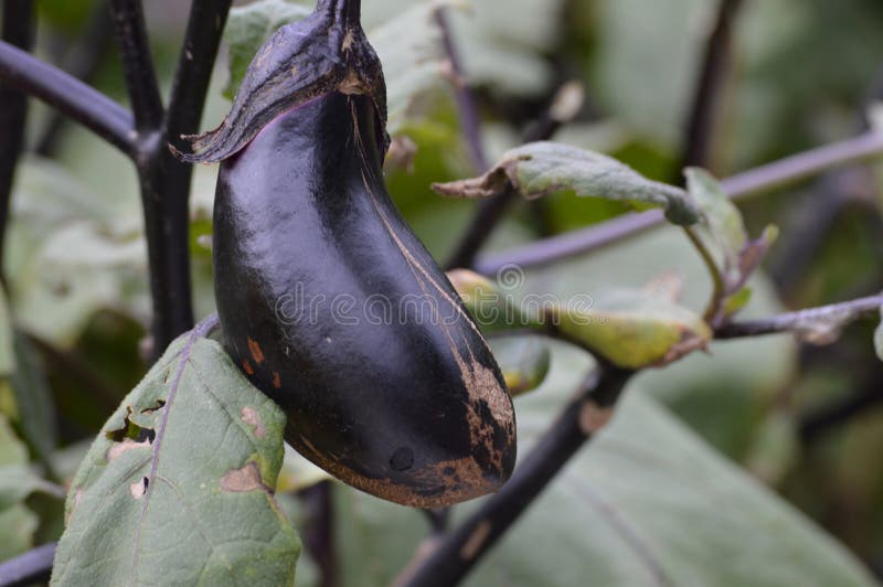 628 Eggplant Vine Stock Photos Free & RoyaltyFree Stock Photos from