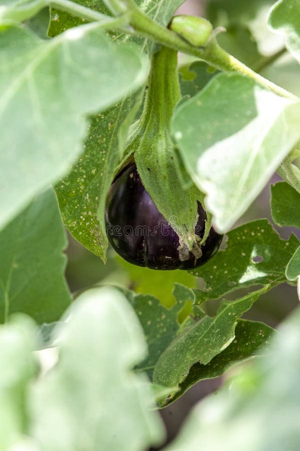 165 Eggplant Growing Vine Stock Photos Free & RoyaltyFree Stock