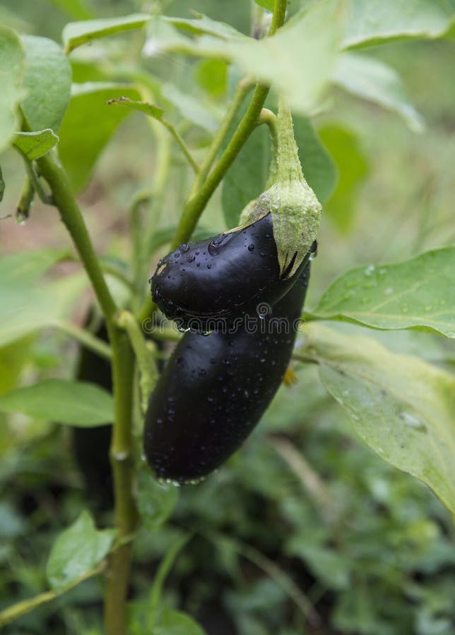Eggplant on the vine stock photo. Image of drops, colors 76805788