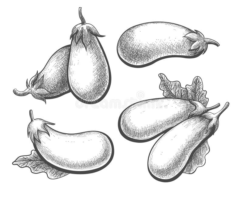 brinjal pencil drawing