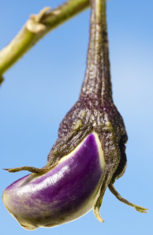 Eggplant in young stage stock image. Image of aubergine 10927385