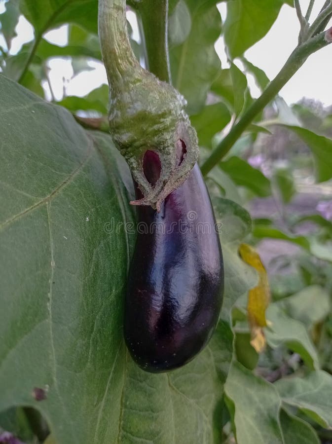 Eggplants Grow in the Garden. Stock Photo Image of leaf, branch