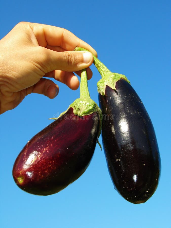 Eggplants in hand stock photo. Image of taste, pair, healthy 21158424