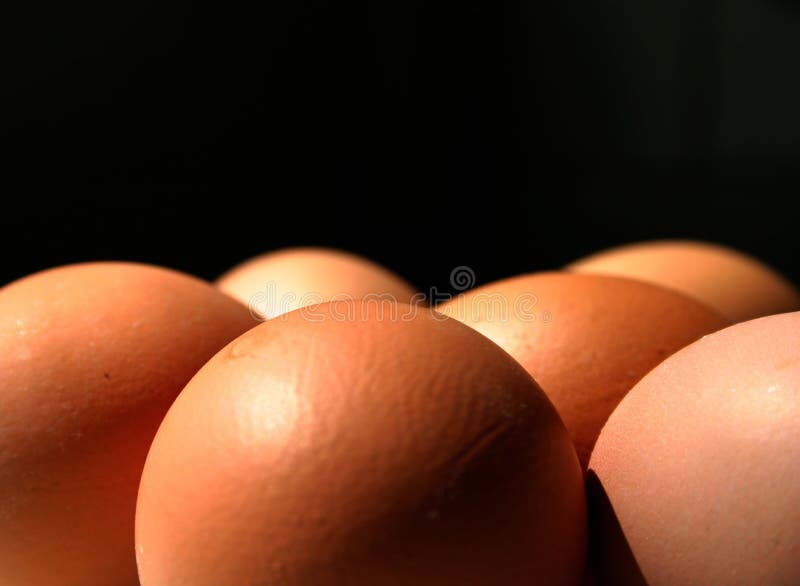 Eggs stock images