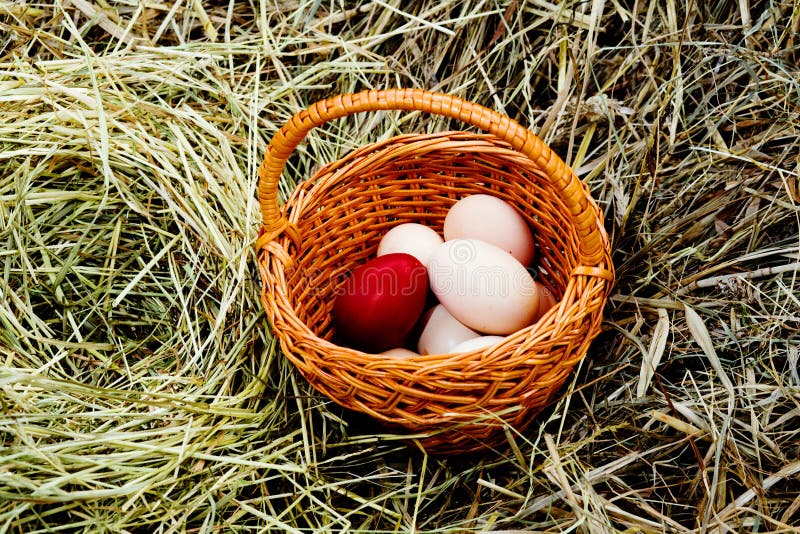 Eggs in a basket stock image. Image of yolk, herb, environment 10376205