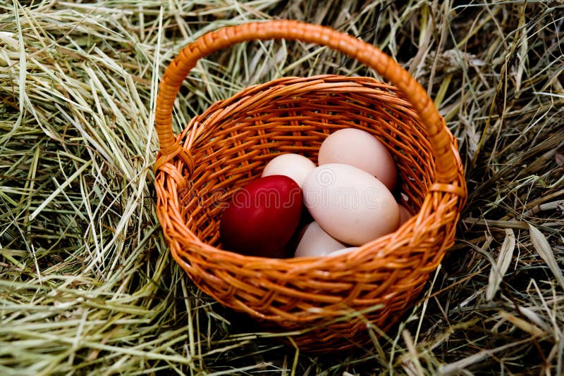 Eggs in a basket stock photo. Image of nature, colored 10402530