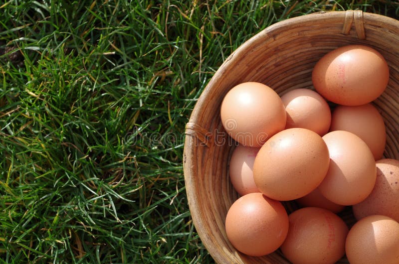 Eggs in basket stock photo. Image of healthy, good, perfect 65522542