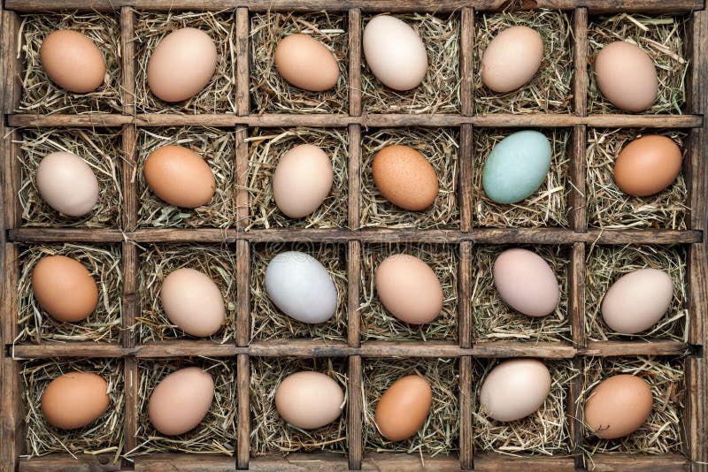 Chicken,turkey and Quail Eggs in a Ceramic Bowl Stock Image Image of