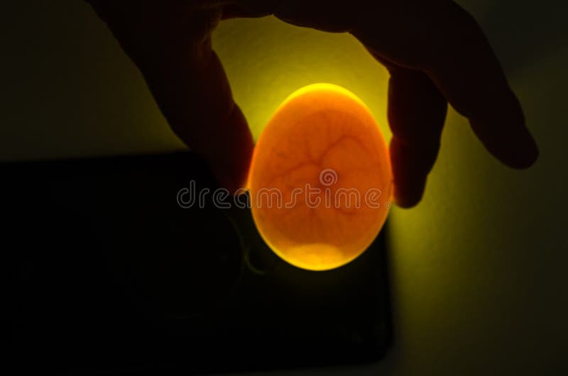 Eggs are Candled To Observe the Development of the Embryo. the Hand