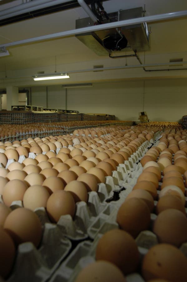 Eggs in cold storage room stock image. Image of room 181957615
