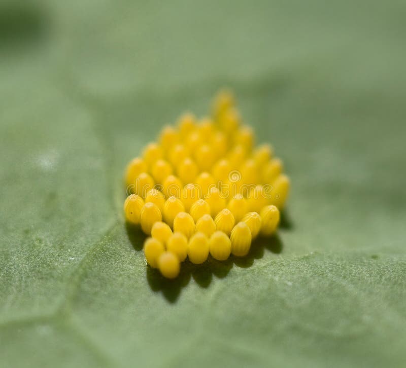Eggs of Large White Butterfly royalty free stock images Eggs of Large White Butterfly royalty free stock images