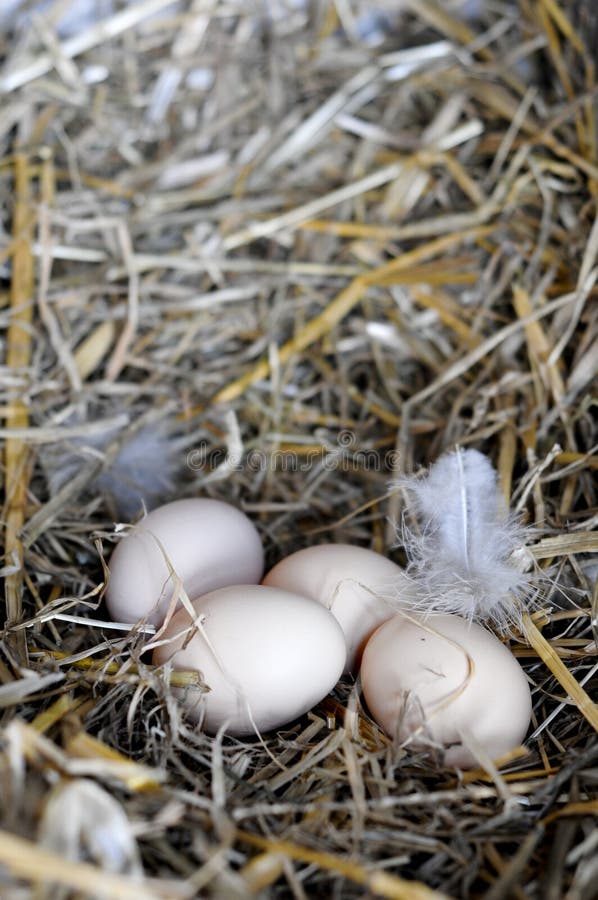 Eggs in nest stock images