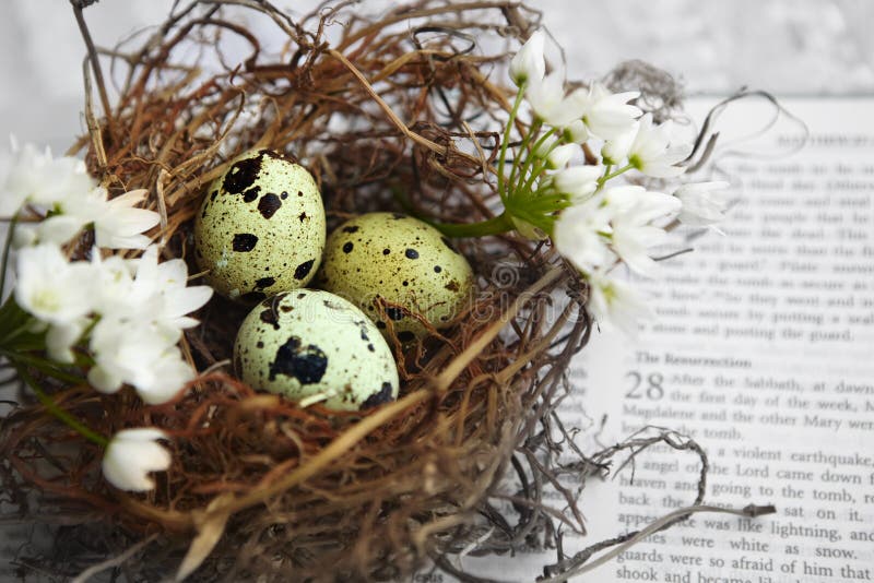 Eggs In Nest On Bible Stock Photo. Image Of Nest, Christianity - 13432254