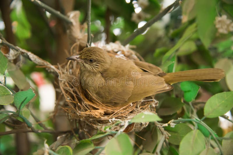 Nest of BulBul stock photo. Image of little, wild, birds 63919162