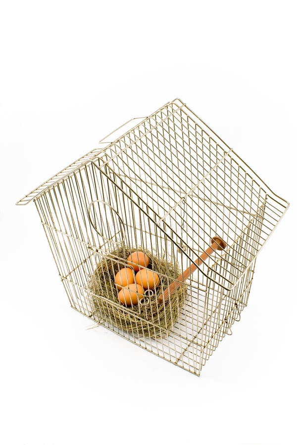 Eggs in Nest Confined in Bird Cage Stock Image Image of jailbird