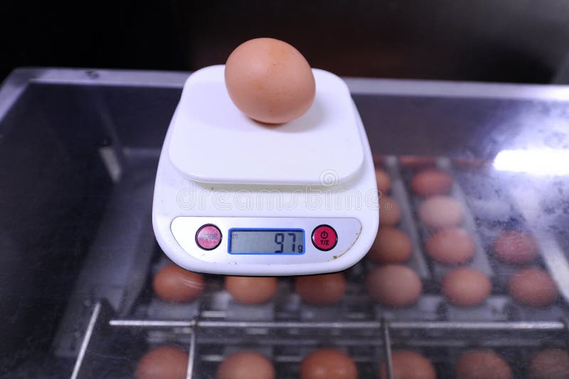 One Chicken Machine Egg
