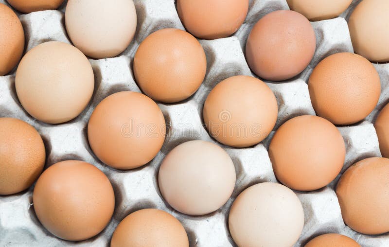 Eggs in paper tray, Brown eggs in an egg carton stock photography Eggs in paper tray, Brown eggs in an egg carton stock photography