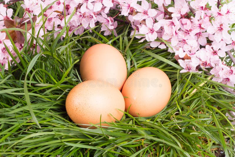 Eggs with pink flower stock photo. Image of nature, decoration 39828500