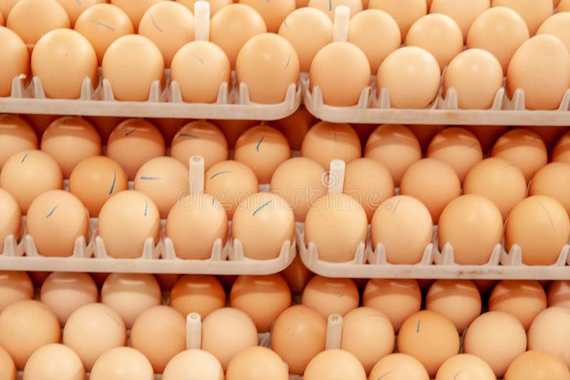 Lot of eggs on tray from breeders farm. stock photos Lot of eggs on tray from breeders farm. stock photos