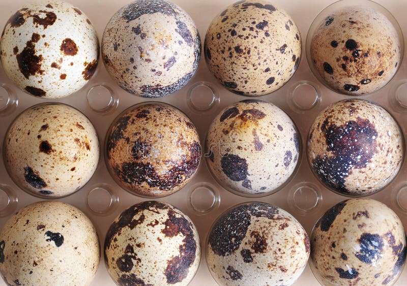 Eggs of quail stock photo. Image of plastic, cutout, quail 12958442