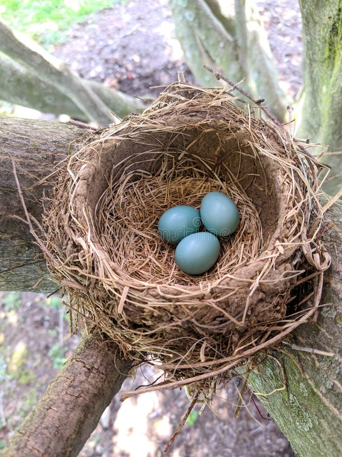 Robin& X27;s Nest with Eggs in Natural Light. Stock Image Image of