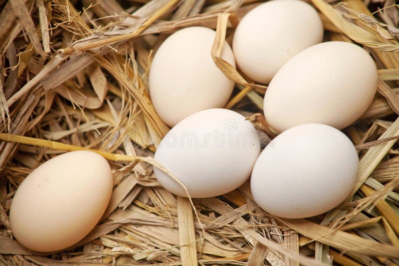 Eggs in straw nest