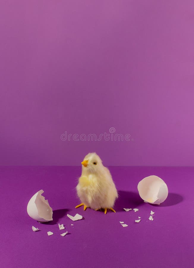 Eggshell with chicken. Creative copy space on pastel purple background. Minimal Easter holiday concept royalty free stock image