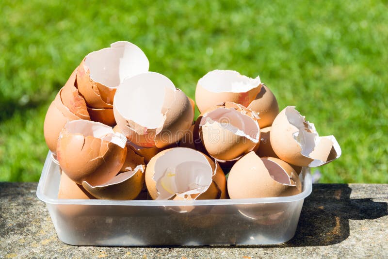 Eggshells in a Plastic Container 1 Stock Image Image of nature, early